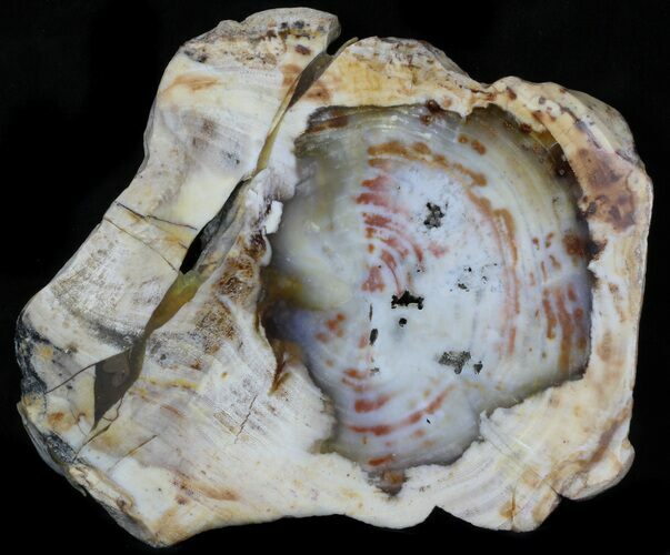 Bargain Petrified Wood (Yew) Slab - Elko County, Nevada #34059